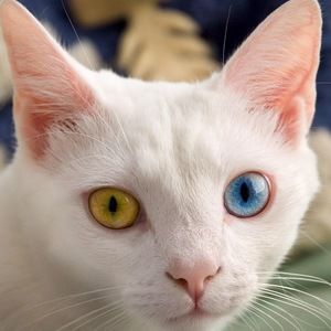 Meet your Posher, Delaney & amber